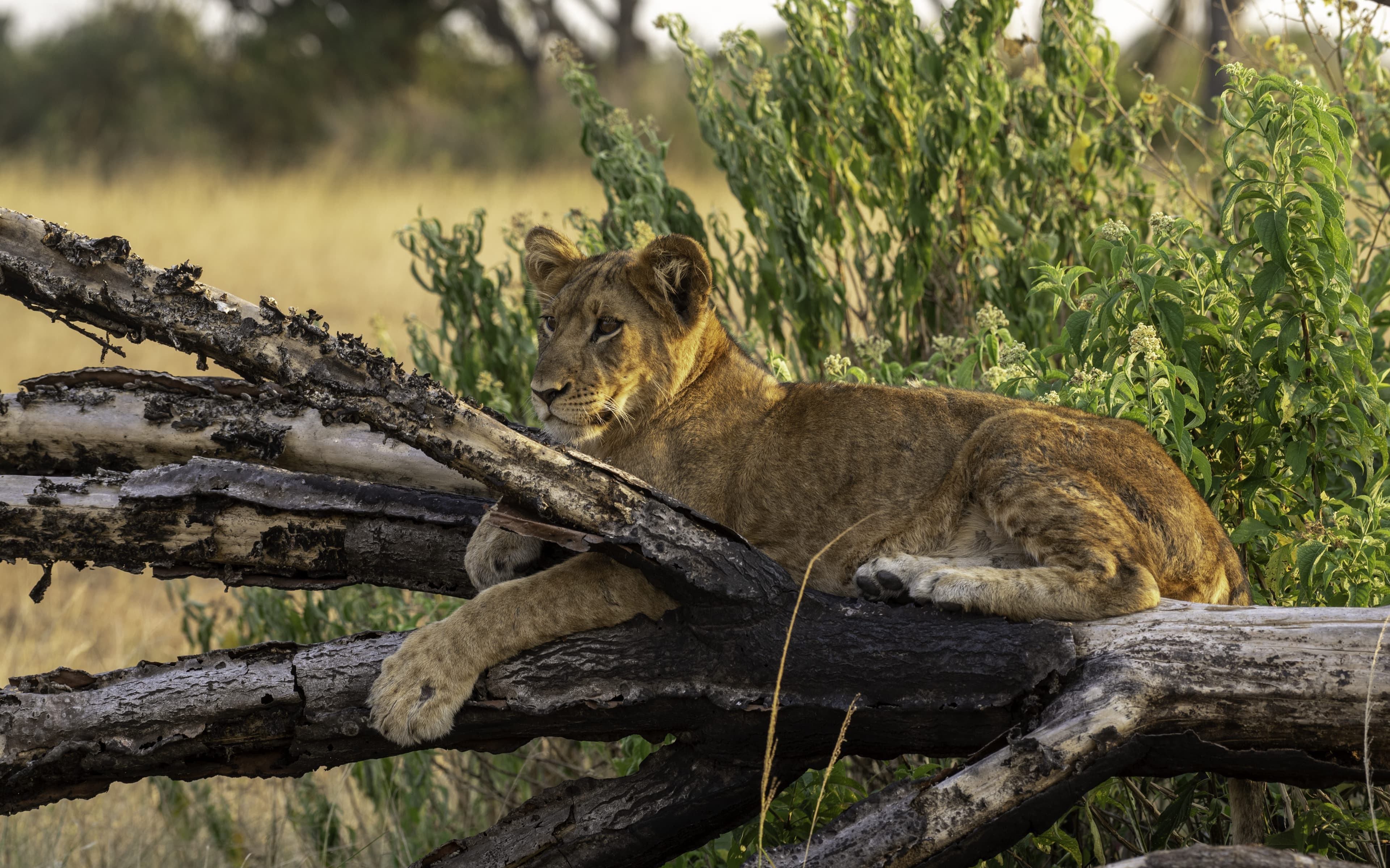 Queen Elizabeth National Park Wildlife