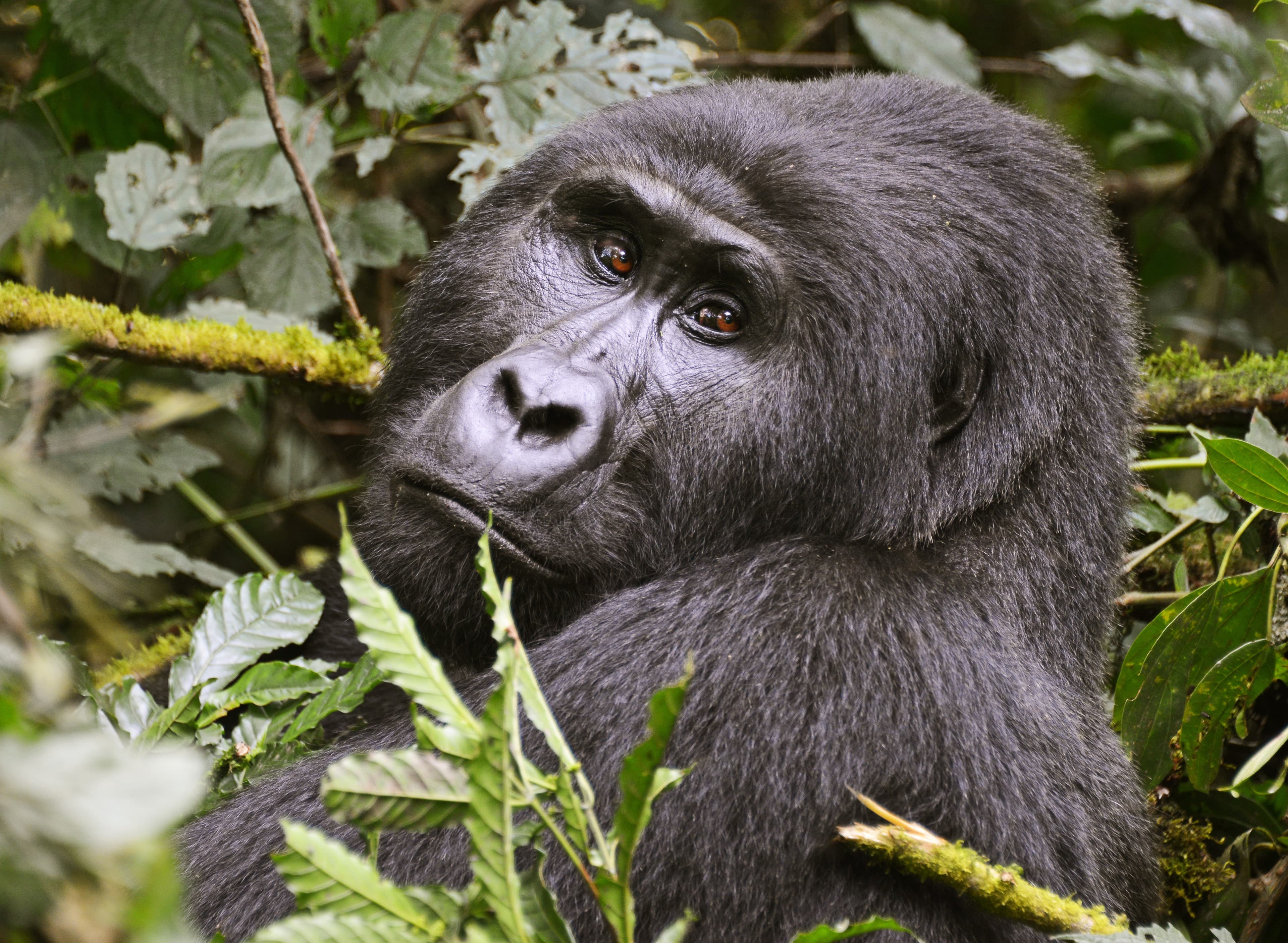 Uganda Travel Safety: The Facts About Ebola and Visiting Right Now
