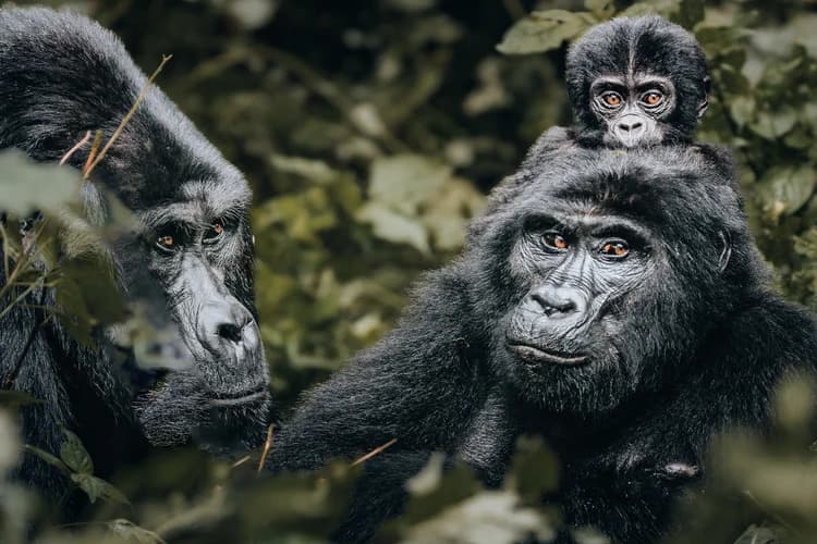 Gorilla Trekking